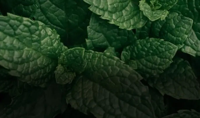 Peppermint Oil